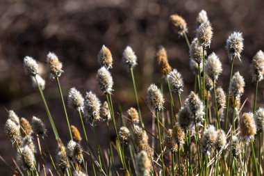 Vahşi ormanda renkli çim bitkileri