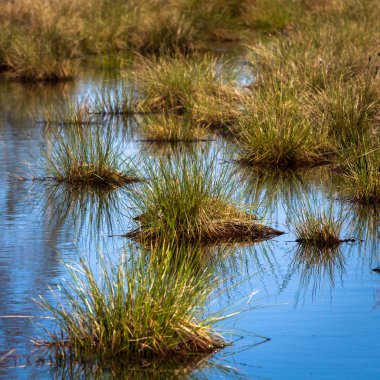 Bahar zaman Gölü bataklık