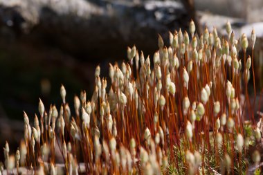 Vahşi ormanda renkli çim bitkileri