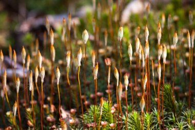 Vahşi ormanda renkli çim bitkileri