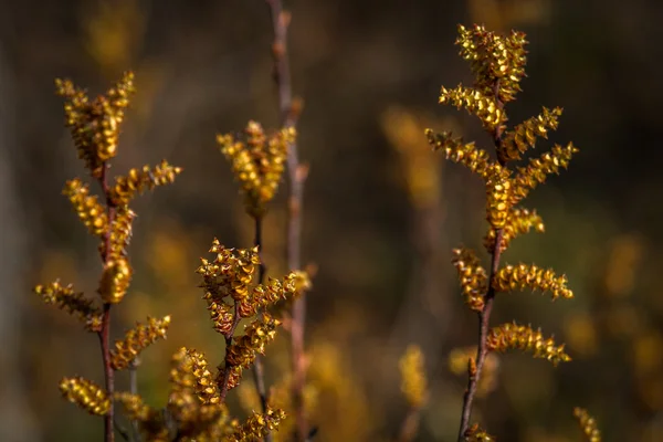 Plantes Herbe Colorées Dans Forêt Sauvage — Photo