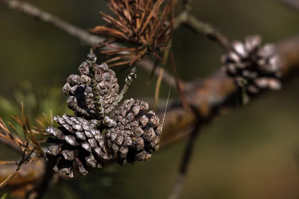 Trädgrenar Med Kottar Skogen — Stockfoto