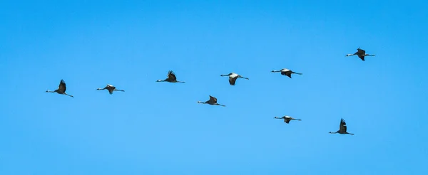 Fåglar Flyger Blå Himmel — Stockfoto