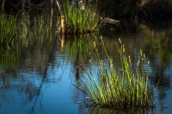 Болотное озеро в весеннее время — стоковое фото