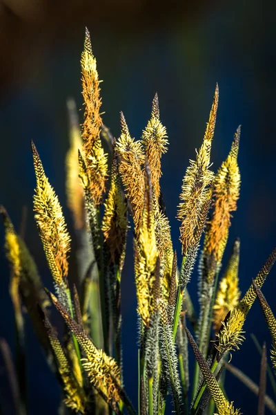 Plantas Grama Coloridas Floresta Selvagem — Fotografia de Stock