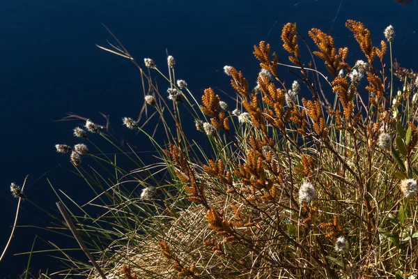 Plantes Herbe Colorées Dans Forêt Sauvage — Photo