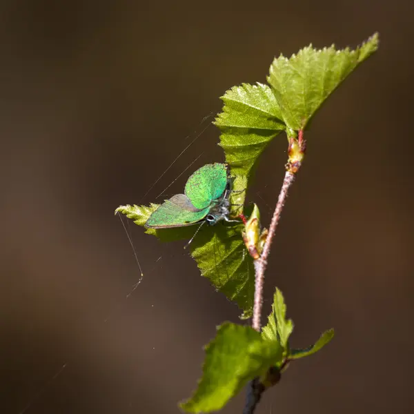 Бабочка Ветке Дерева Листьями — стоковое фото