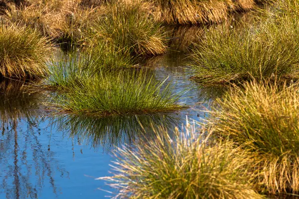 Lago pantano en primavera — Foto de Stock