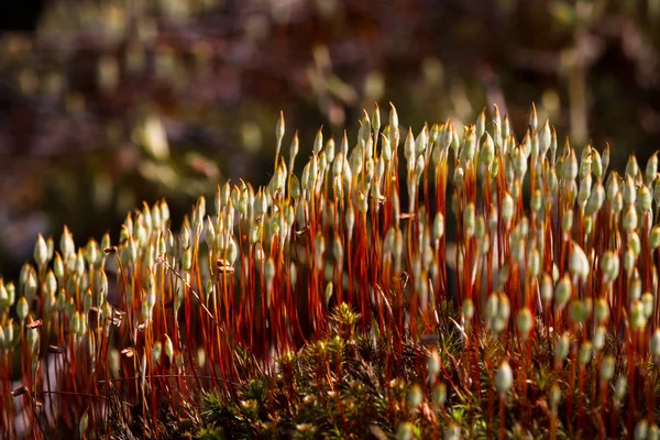 Kleurrijke Gras Planten Het Wild Bos — Stockfoto