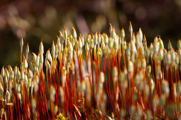 Piante Colorate Erba Nella Foresta Selvatica — Foto Stock