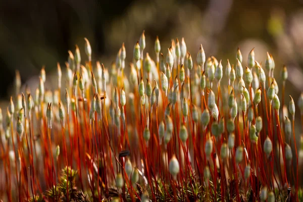 Piante Colorate Erba Nella Foresta Selvatica — Foto Stock