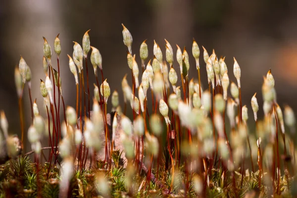 Színes Növények Vadon Élő Erdőben — Stock Fotó