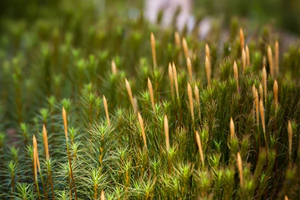 Цветные Травяные Растения Диком Лесу — стоковое фото