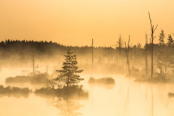 Swamp Landscape Fog Time — 스톡 사진