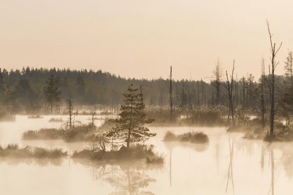 Paisaje Del Pantano Tiempo Niebla — Foto de Stock