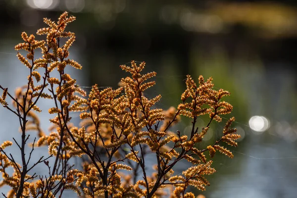 Plantas Hierba Colores Bosque Salvaje — Foto de Stock