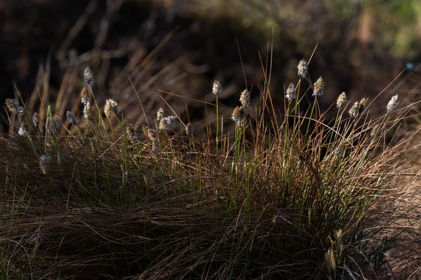 Kleurrijke Gras Planten Het Wild Bos — Stockfoto