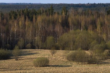 güzel manzara ile çayır ve orman
