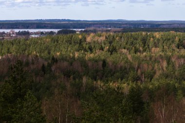 Güzel orman havadan görünümü 