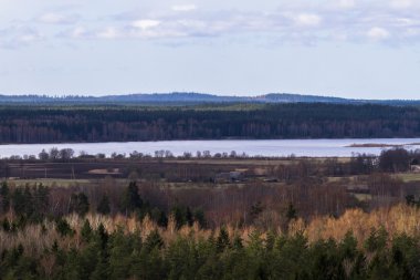 Güzel orman havadan görünümü 