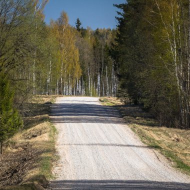 Güneşli bir günde renkli ormanda yol