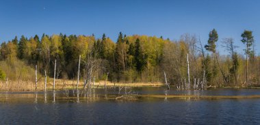 Orman ve nehirle güzel bir manzara.