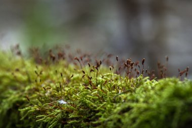 Yeşil çimenler doğada. Yakın.