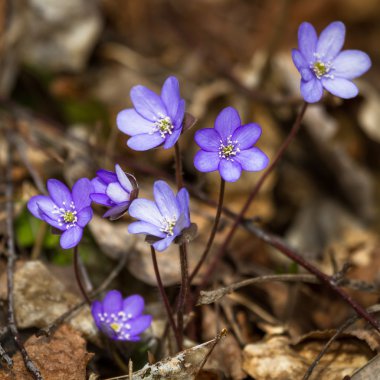 Mor çiçekler doğada Kapatın
