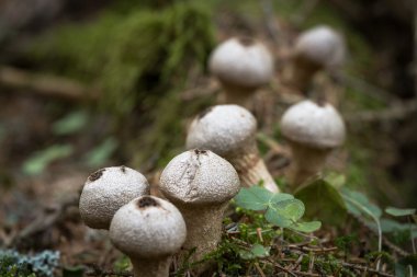 Vahşi ormandaki mantarlar