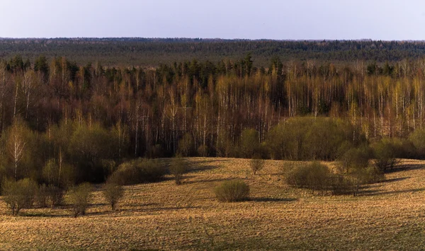 Красивий Пейзаж Лугом Лісом — стокове фото