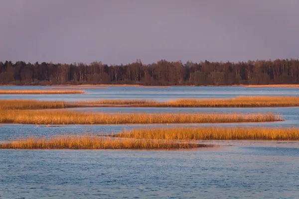 Piękny Krajobraz Rzeką Lasem — Zdjęcie stockowe