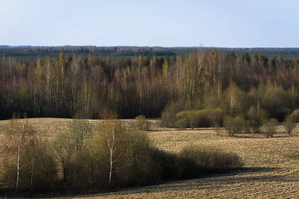 Bela Paisagem Com Prado Floresta — Fotografia de Stock