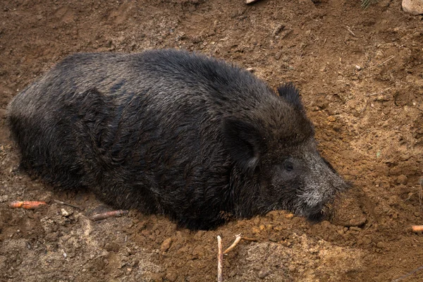 Großes Wildschwein Wald — Stockfoto