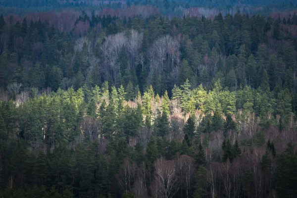 Вид Воздуха Красивый Лес — стоковое фото
