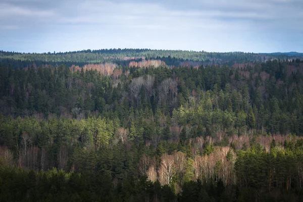 Вид Воздуха Красивый Лес — стоковое фото