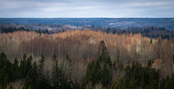 Aerial View Beautiful Forest — Stock Photo, Image