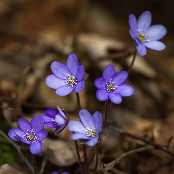 Purple Flowers Nature Close — Stock Photo, Image