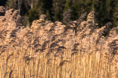 Doğadaki uzun otlar. Yakın.