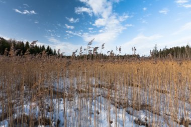 Kış mevsiminde çayır manzarası 