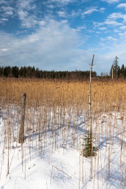Kış mevsiminde çayır manzarası 