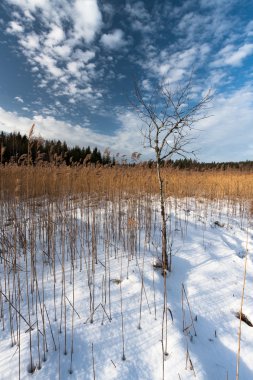 Kış mevsiminde çayır manzarası 