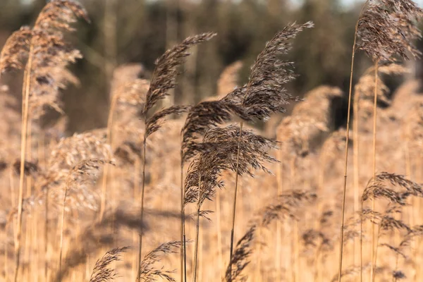 Hierba Alta Naturaleza Cerca — Foto de Stock