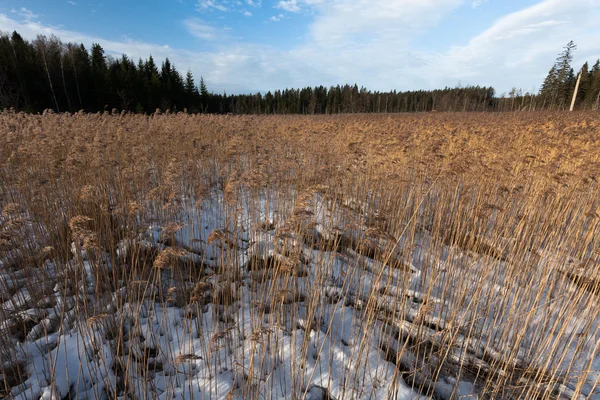 Paisaje Del Prado Invierno — Foto de Stock