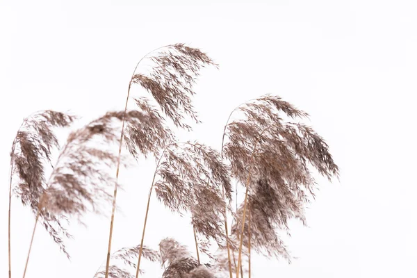 Beyaz Arka Planda Bataklık Çimenleri — Stok fotoğraf