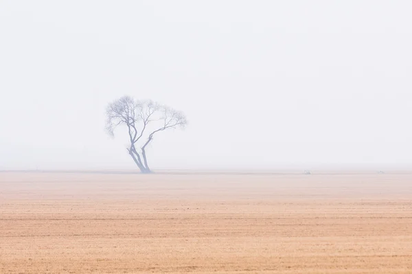 Lonely Tree Foggy Meadow — Stock Photo, Image