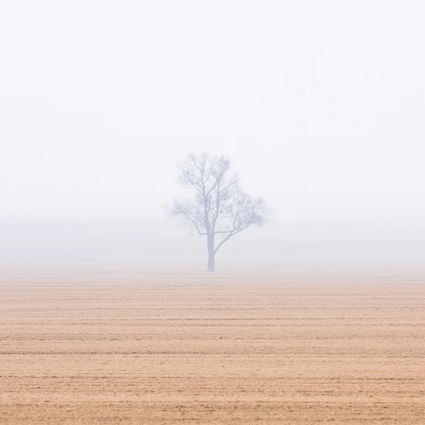 Lonely Tree Foggy Meadow — Stock Photo, Image