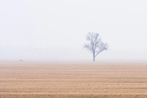 Lonely Tree Foggy Meadow — Stock Photo, Image