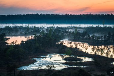 Güzel kış ormanı manzarası