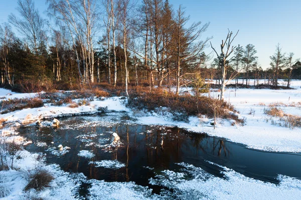 River Forest Winter Season — Stock Photo, Image