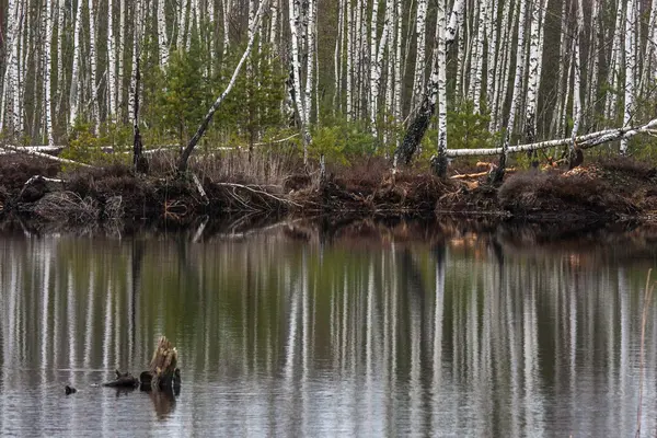 Wunderschöne Landschaft Mit Fluss Und Wald — Stockfoto